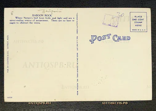 Открытка старинная "Baboon Rock in Zoological Park Detroit" США Детройт Нач. ХХ века №6602